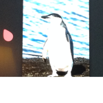 Penguin/splatoon