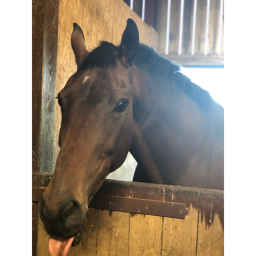 beach stables riding club