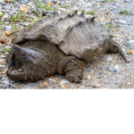 The Turtle Clan/Army