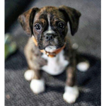 Lyla_puppy