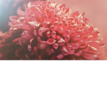 Die Blumen gruppe.