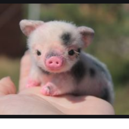 PIG OBBY