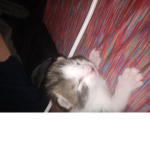 Cat Naomi