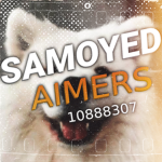 Samoyed Aimers