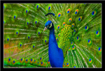 PeAcOcKk PeOpLeE!!!!!!!!!!!!!!!!!