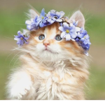 ~Elle’s kittns~ <3