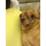 poop in g ur pants