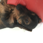 I love my dog Jerry