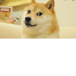 #Doge Army!