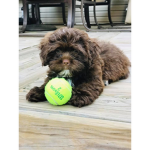 Puppy Hotels and Spa