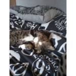 Cat gang lolll