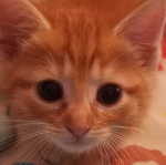 Leonardo Da Kitty