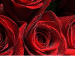 Red_rxsesii