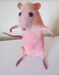 Julia hot rat place