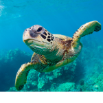 ~Help save the turtles!~