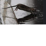 Amazing rat gang people