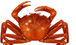 crab world