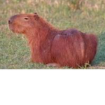 the capybara slays