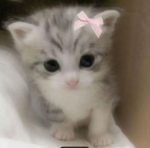 ୨୧ pwetti'