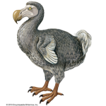 oof man dodo bird