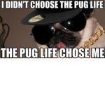 PUG LIFE FOREVER! :D