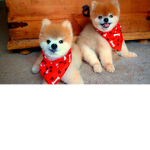 Adopt Me Trading c;