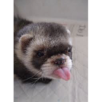 Rip Billy aka Dave