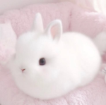 JeIlycats