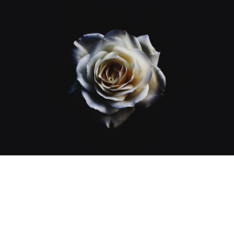 The flower group!'s Obby