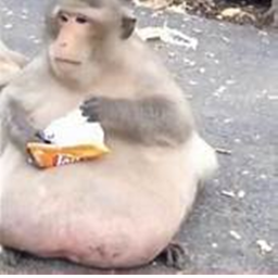 MONKEY HANGOUT