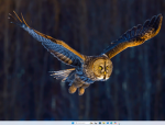 owl stuidoes