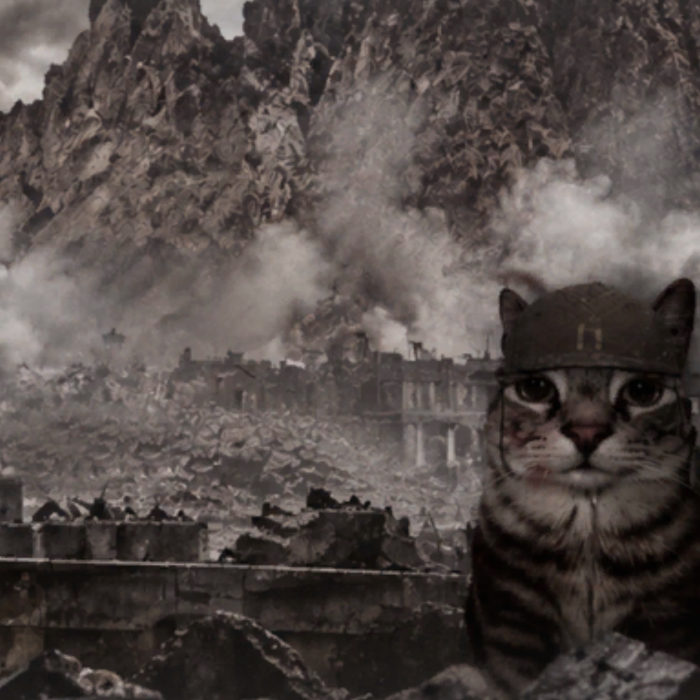 Staring War Cat Soldier Funny Sad Meme Background