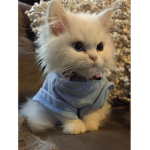cutetycatworld