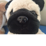 #TEH FAMDOGS