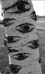Roots of hope