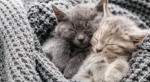 The cat are rats