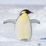 PC SQUAD! (Penguin club)