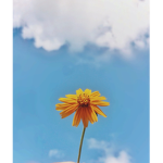 Roblox_Vibess123