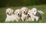 Puppy shadow squad