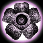 Uruy Group Thumbnail