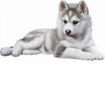 wolf fan group (JOIN NOW!)