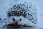 Hedgehog group supporter group