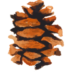 The Pines