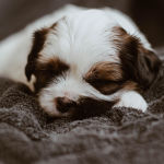 ROBUX PUP