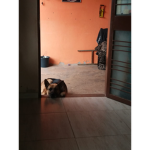 Dogs Mitos