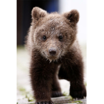Bears Club ;)