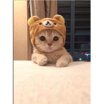 Cute cats dog