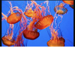 Jellyfish Friends!
