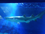 La team super requin