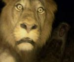 A Lion’s Roar